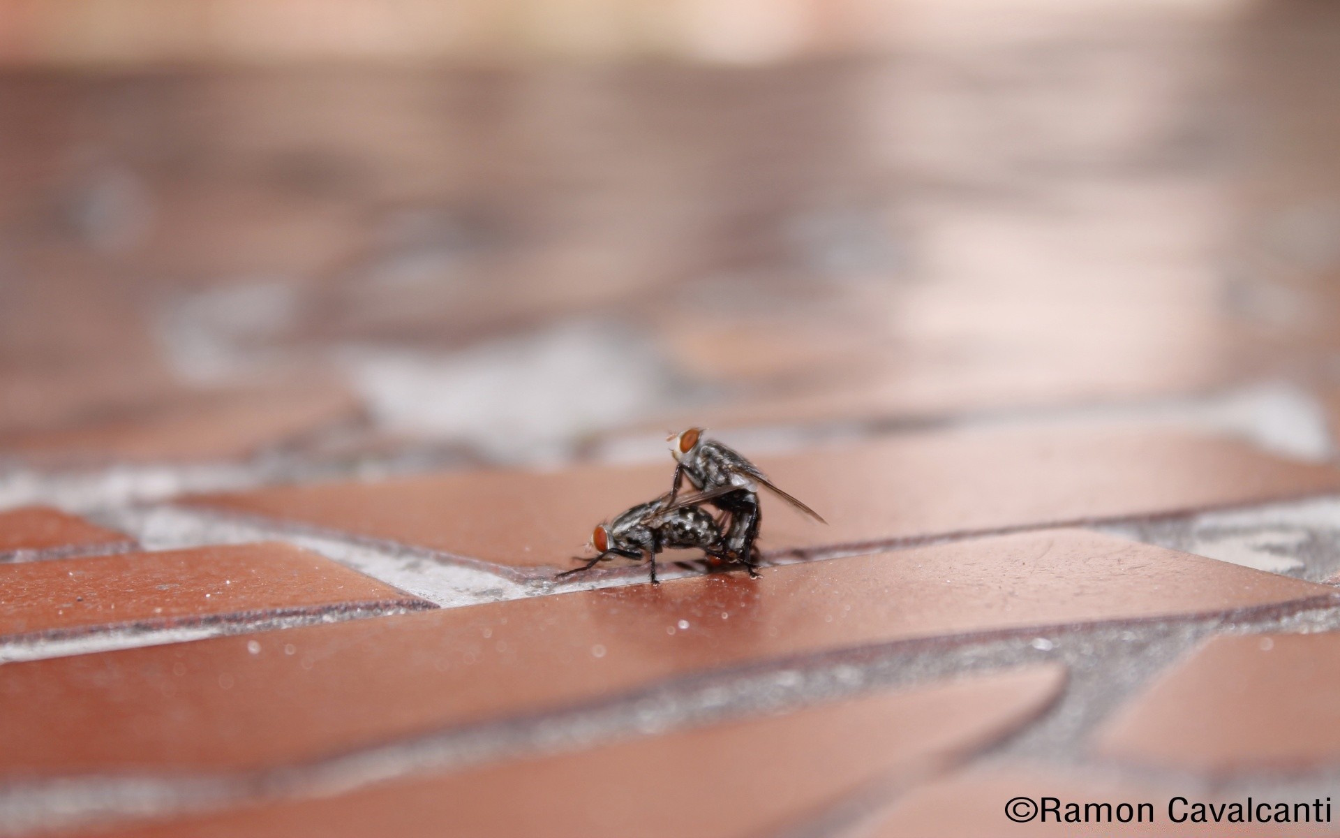 insekten insekt natur tierwelt im freien wenig wirbellose tier