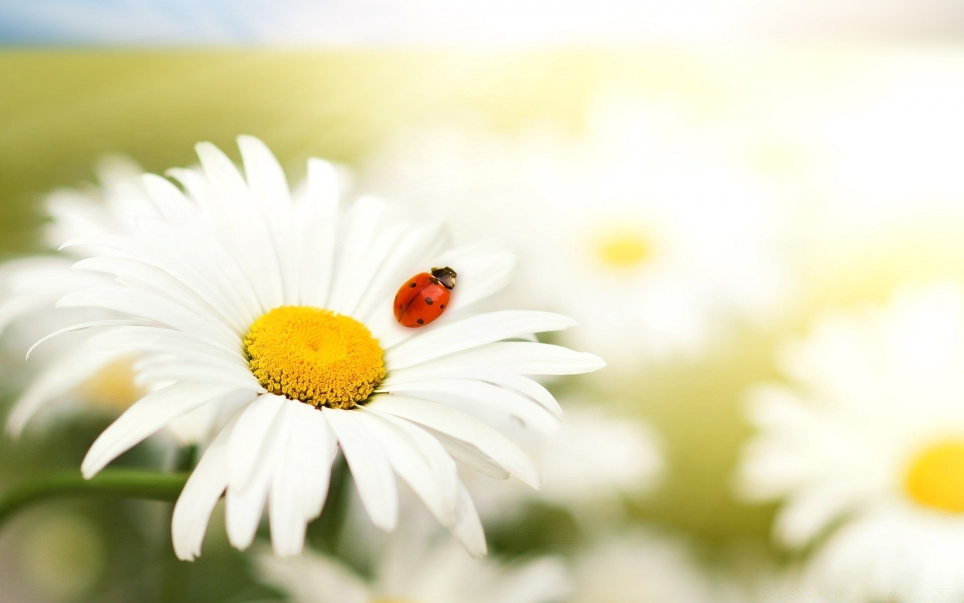 insectes nature fleur camomille été flore jardin croissance lumineux feuille gros plan beau temps champ couleur pétale saison soleil à l extérieur foin beau