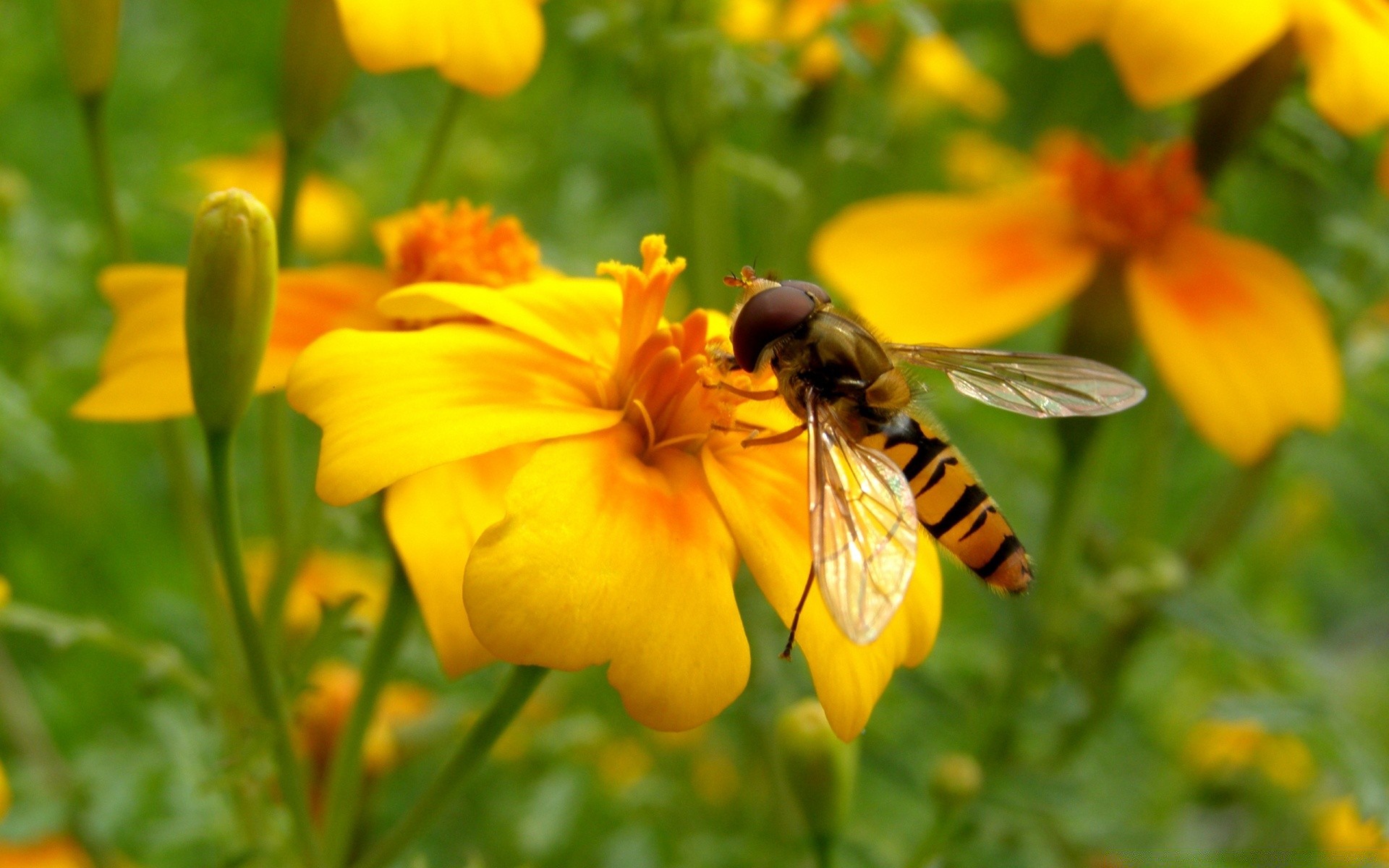 owady natura kwiat owad lato ogród pszczoła pyłek liść na zewnątrz flora jasny miód kolor zapylanie płatek zbliżenie