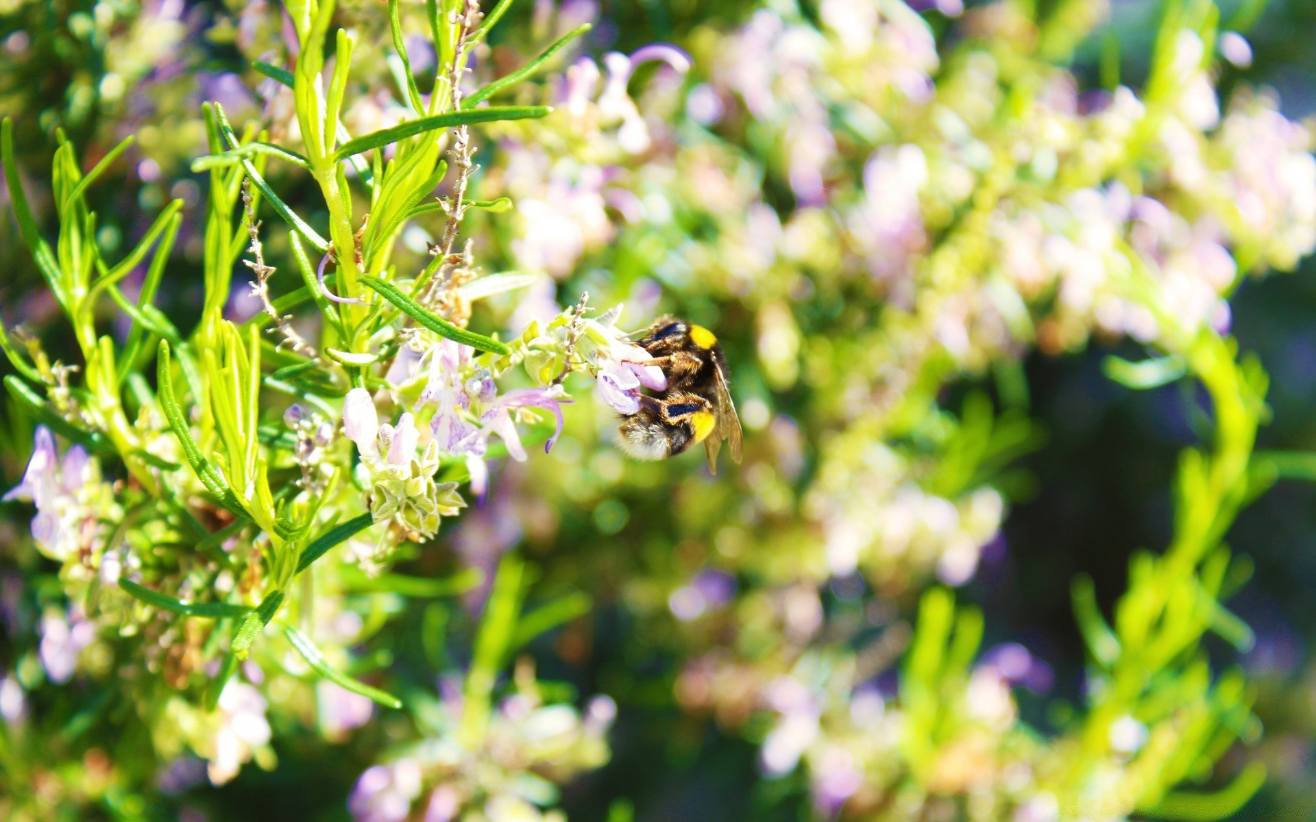 insectes nature fleur flore jardin été feuille croissance gros plan beau temps à l extérieur herbe couleur sauvage environnement champ bluming abeille soleil