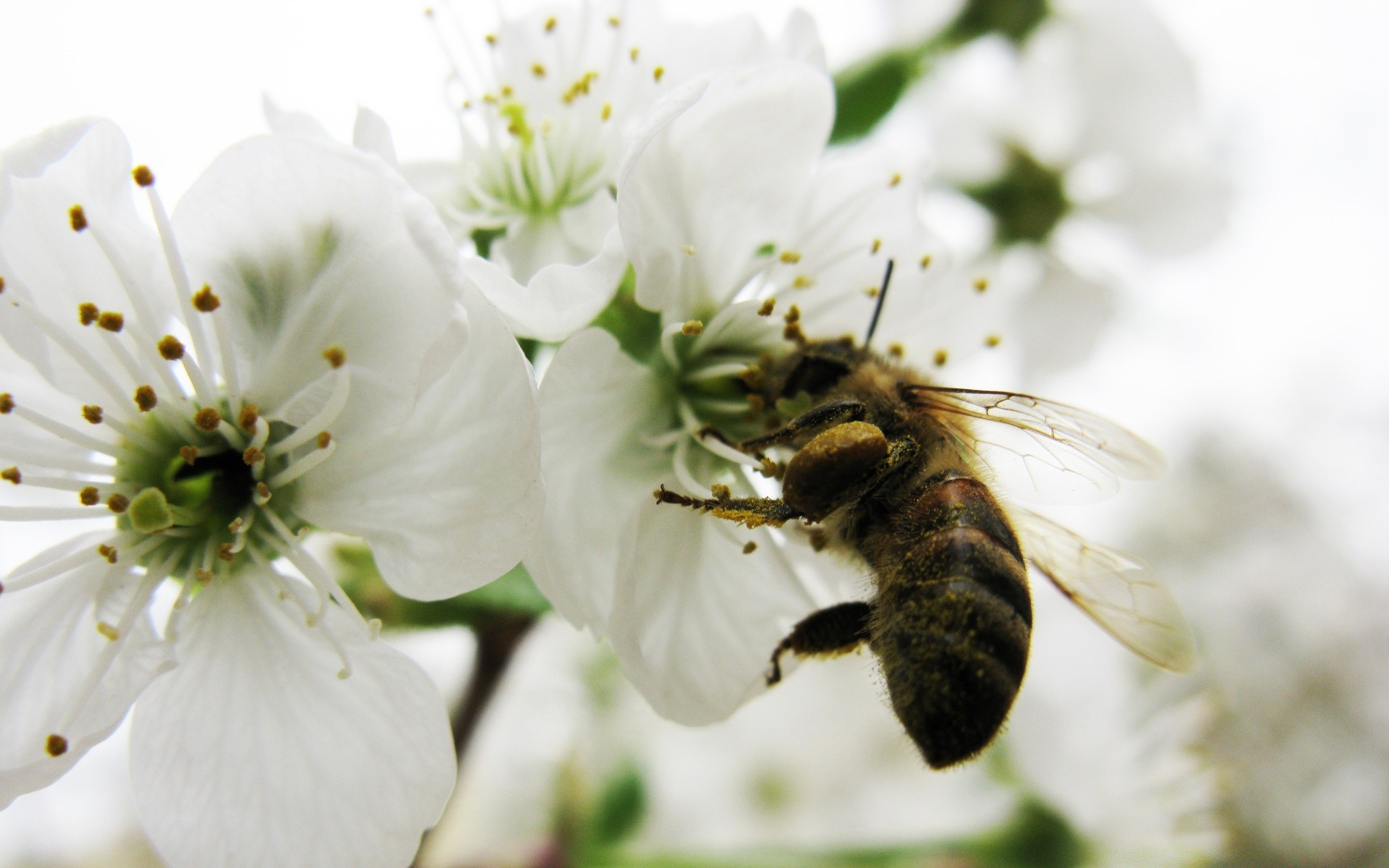 insetos flor natureza abelha flora jardim pólen inseto pétala blooming verão folha árvore polinização amigo cereja floral mel close-up ao ar livre