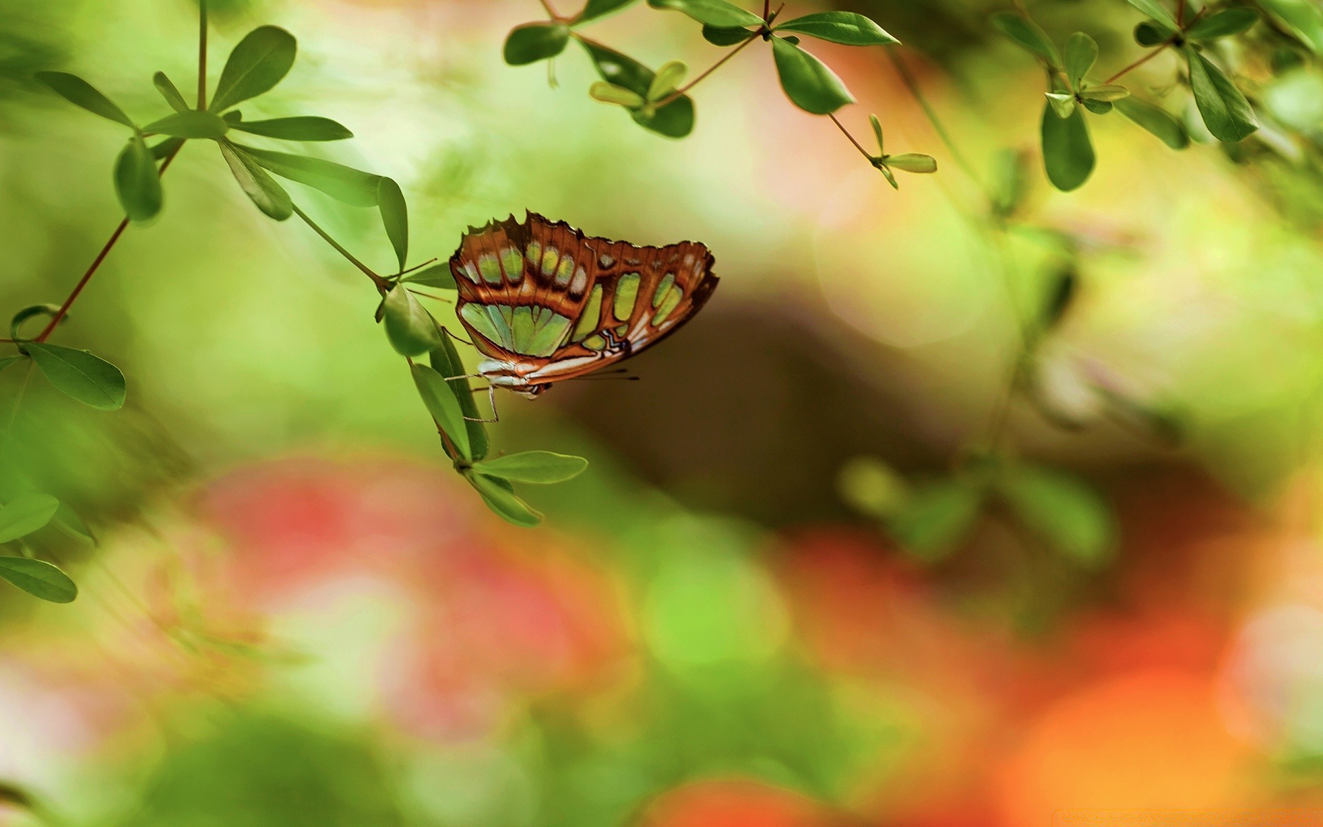 mariposa naturaleza hoja flora jardín verano color primer plano rama árbol comida fruta al aire libre hermosa flor desenfoque brillante medio ambiente crecimiento escritorio