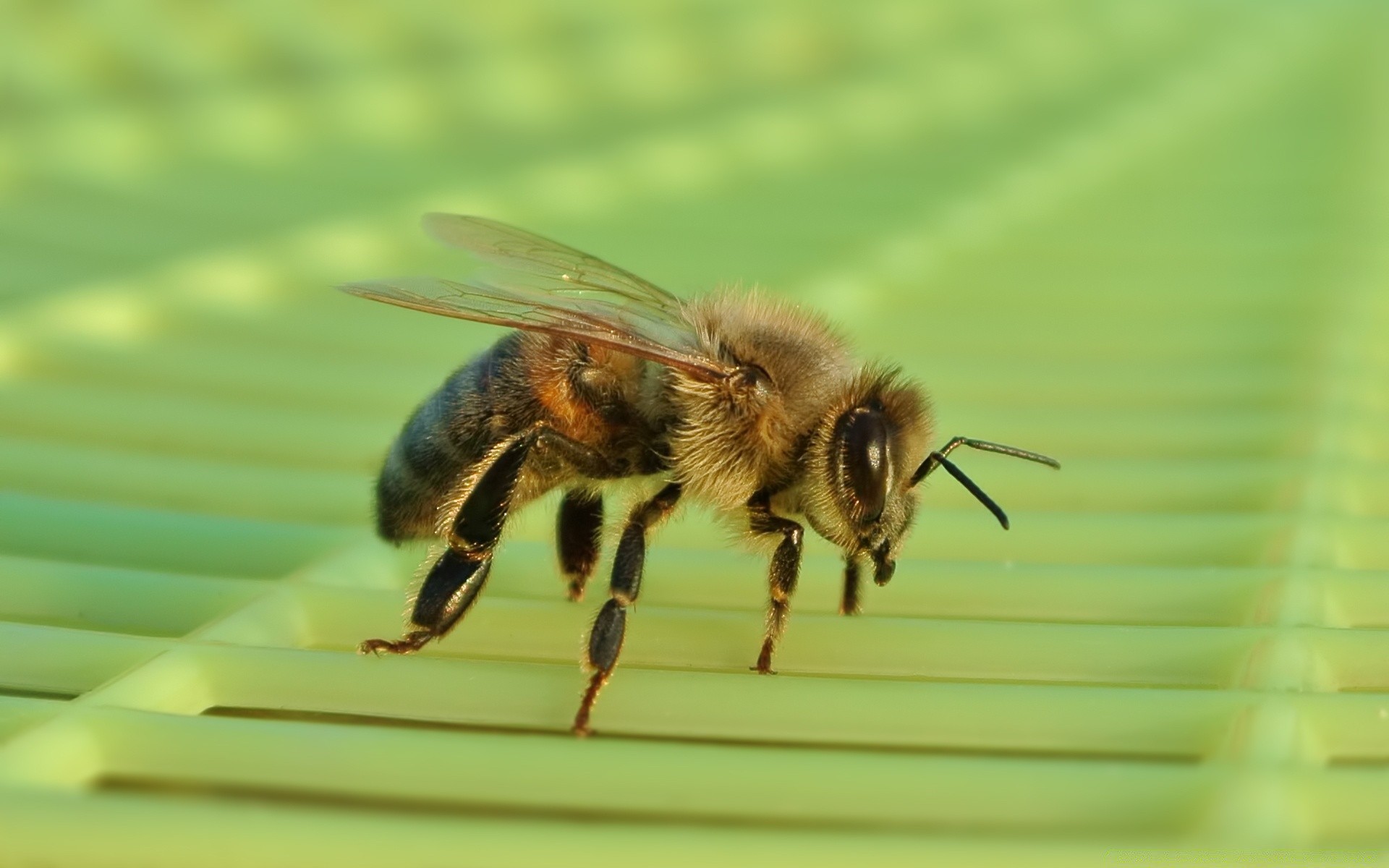 insekten insekt natur biene tier tierwelt honig im freien fliegen