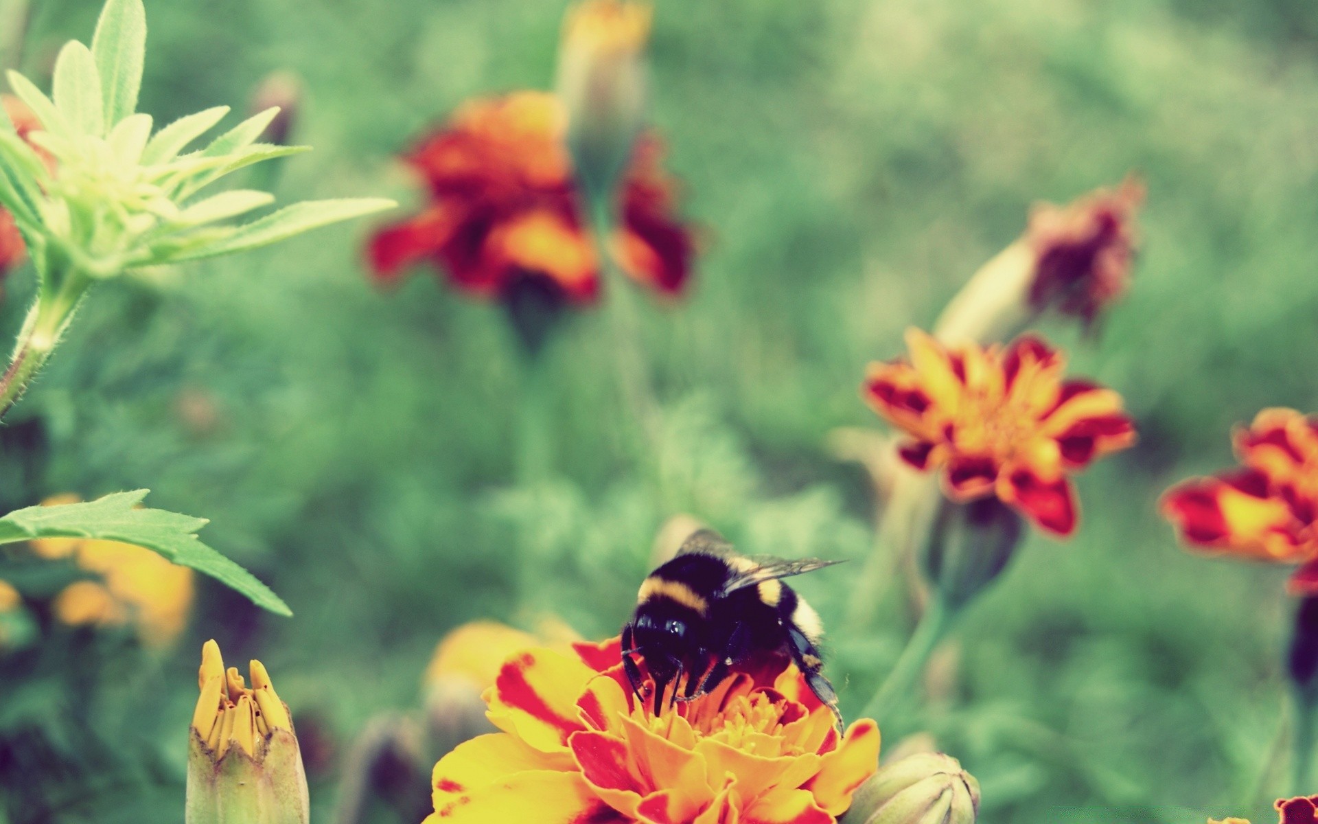 insects flower nature summer garden flora outdoors leaf insect bright floral petal pollen bee color blooming growth fair weather