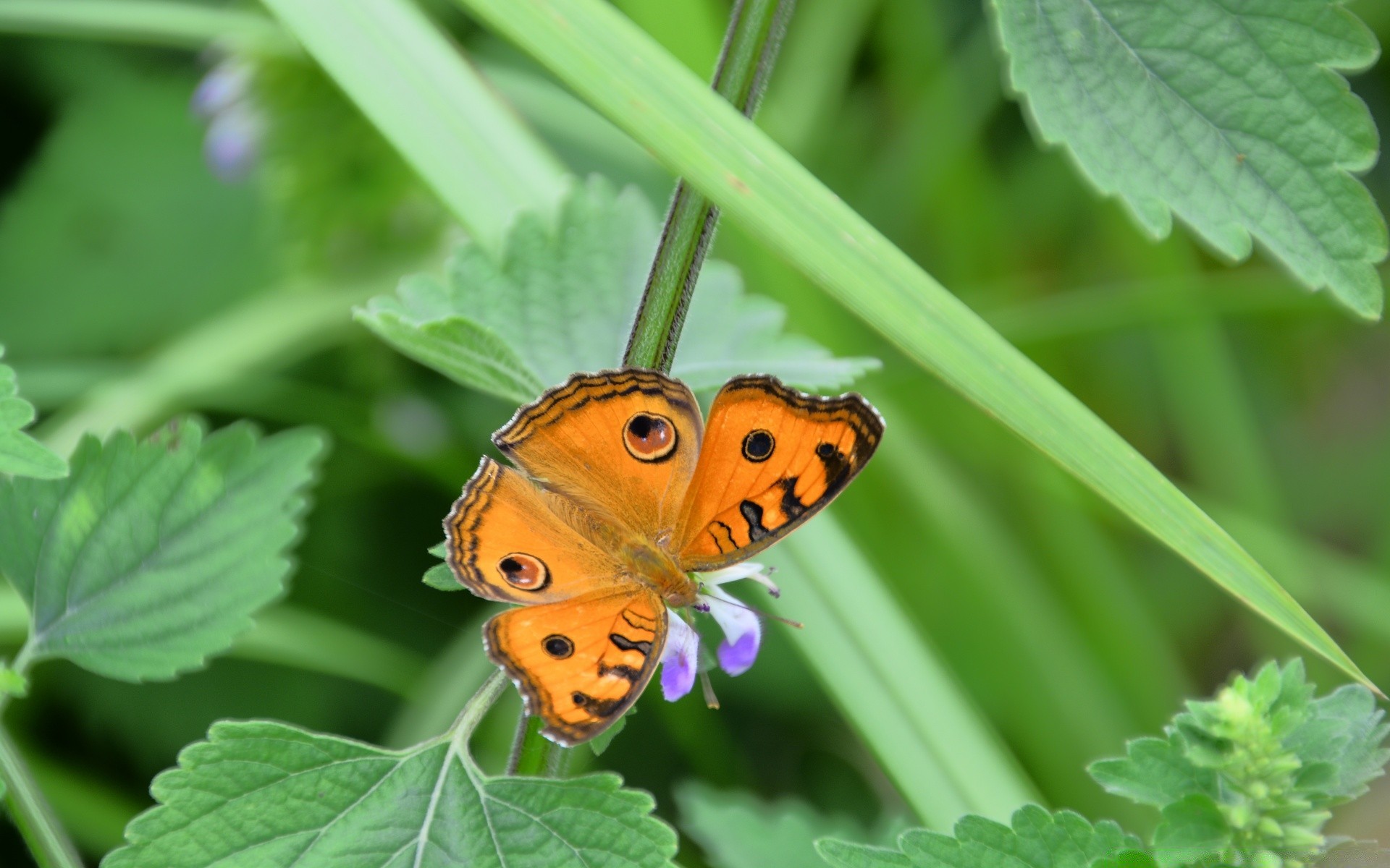 insects nature summer leaf flora insect butterfly outdoors garden bright wild animal grass