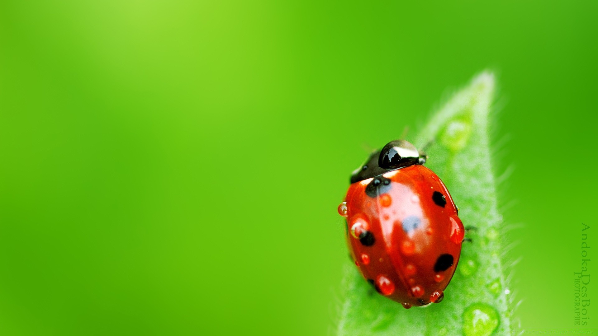 owady biedronka natura chrząszcz owad biologia liść mało jasny malutki lato trawa czystość