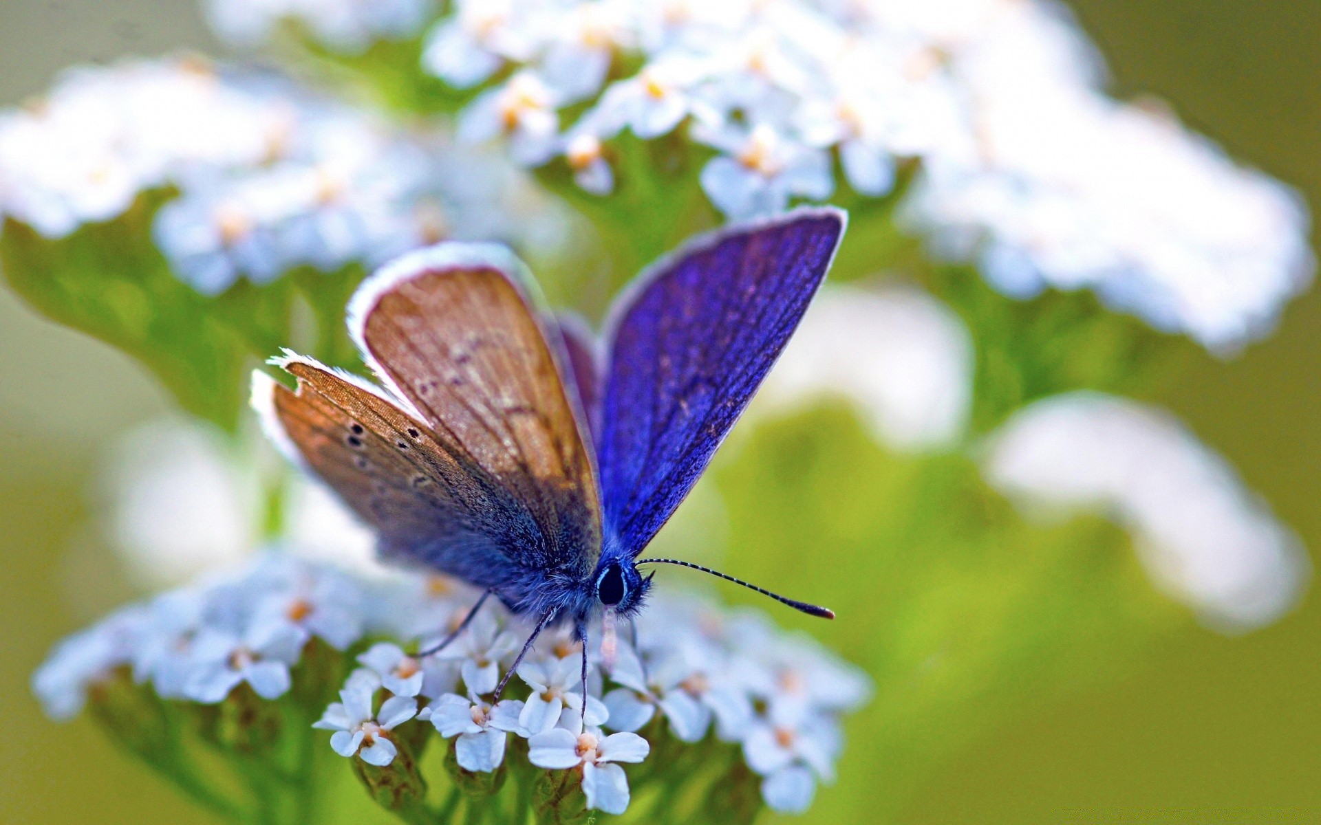 mariposa naturaleza insecto flor al aire libre verano jardín vida silvestre hoja primer plano delicado flora animal desenfoque hermoso salvaje pequeño color ala