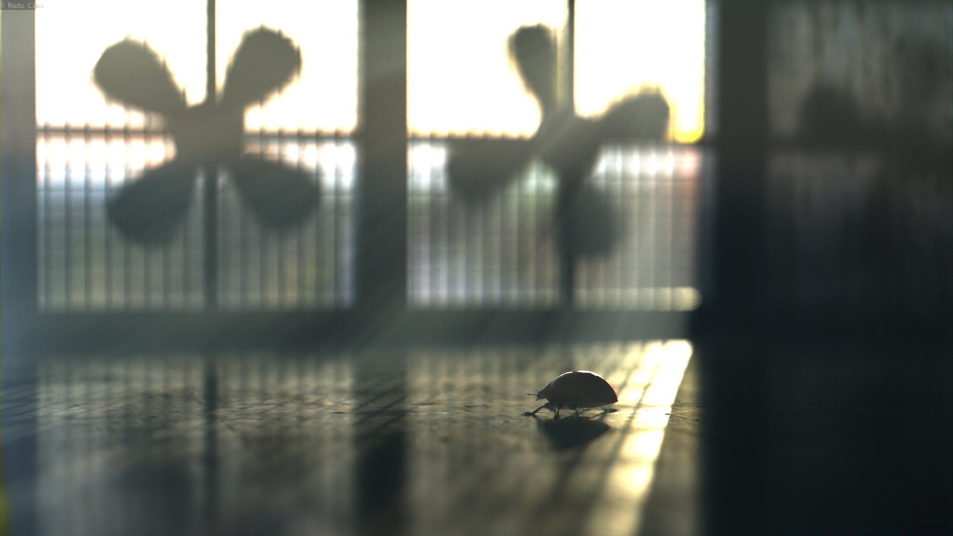 insectos desenfoque luz reflexión iluminado silueta interior ventana sombra escritorio viajes luz del día al aire libre negocio ciudad