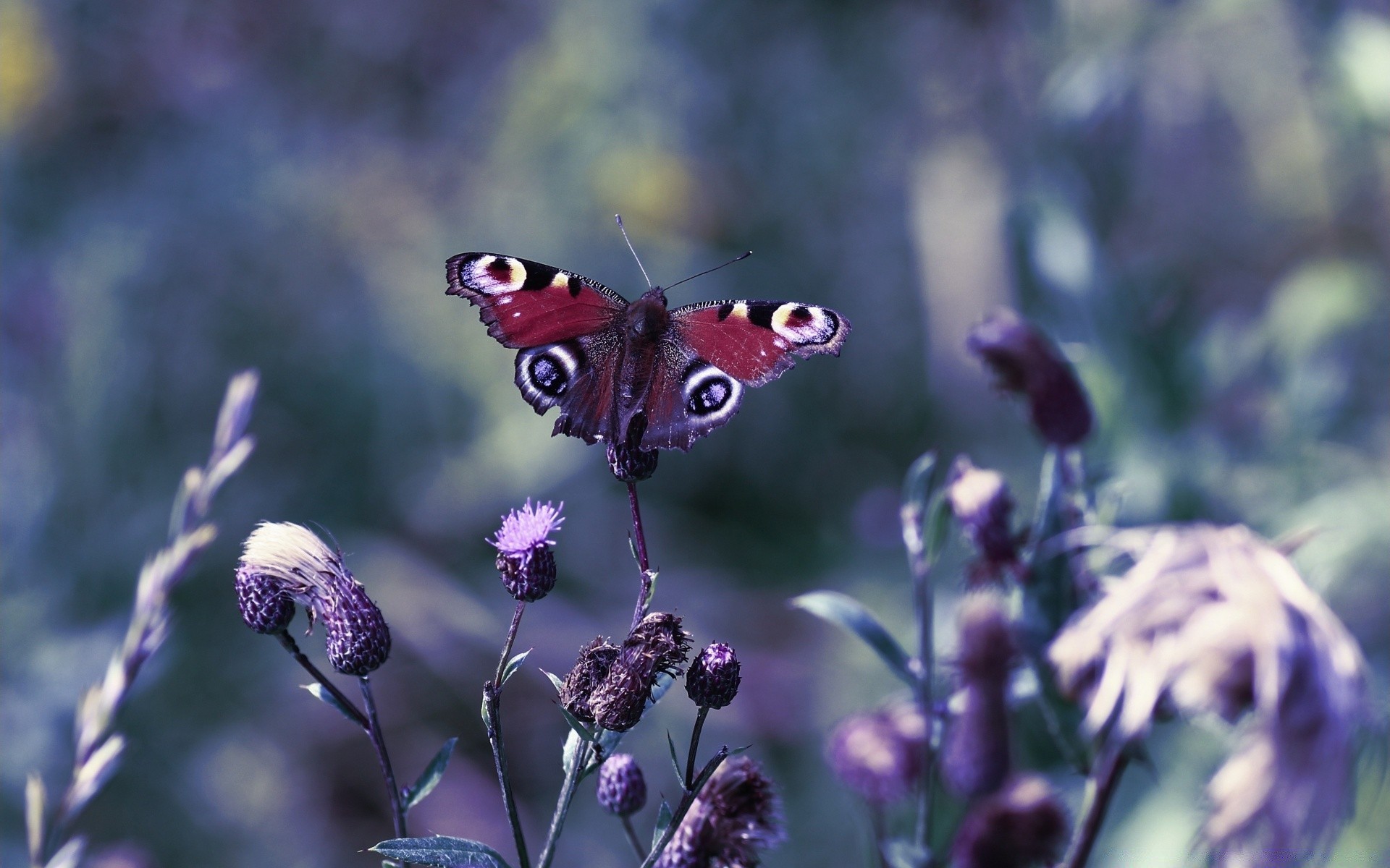 insectes papillon nature insecte fleur été jardin à l extérieur flore aile la faune sauvage animal feuille gros plan belle couleur saison herbe lumineux