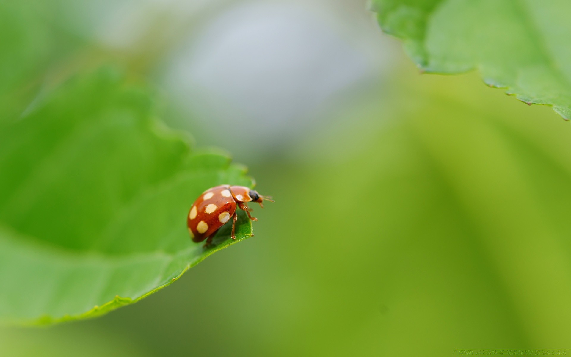 insekten blatt marienkäfer natur regen flora käfer sommer insekt wachstum gras biologie garten wenig tropfen tau umwelt ökologie hell im freien