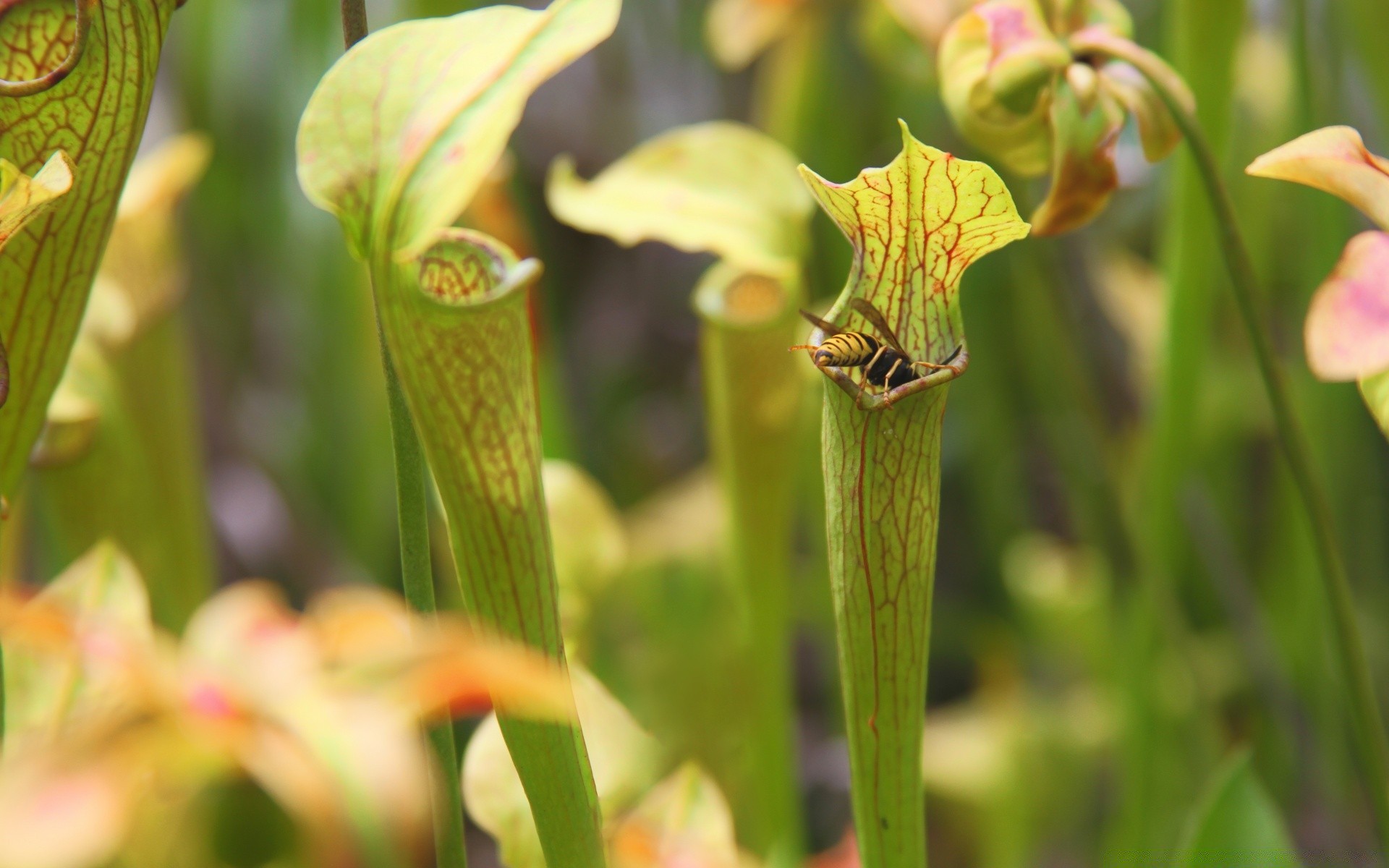 insects nature leaf flora summer tropical garden bright close-up outdoors flower color growth botanical exotic grass fair weather husk floral