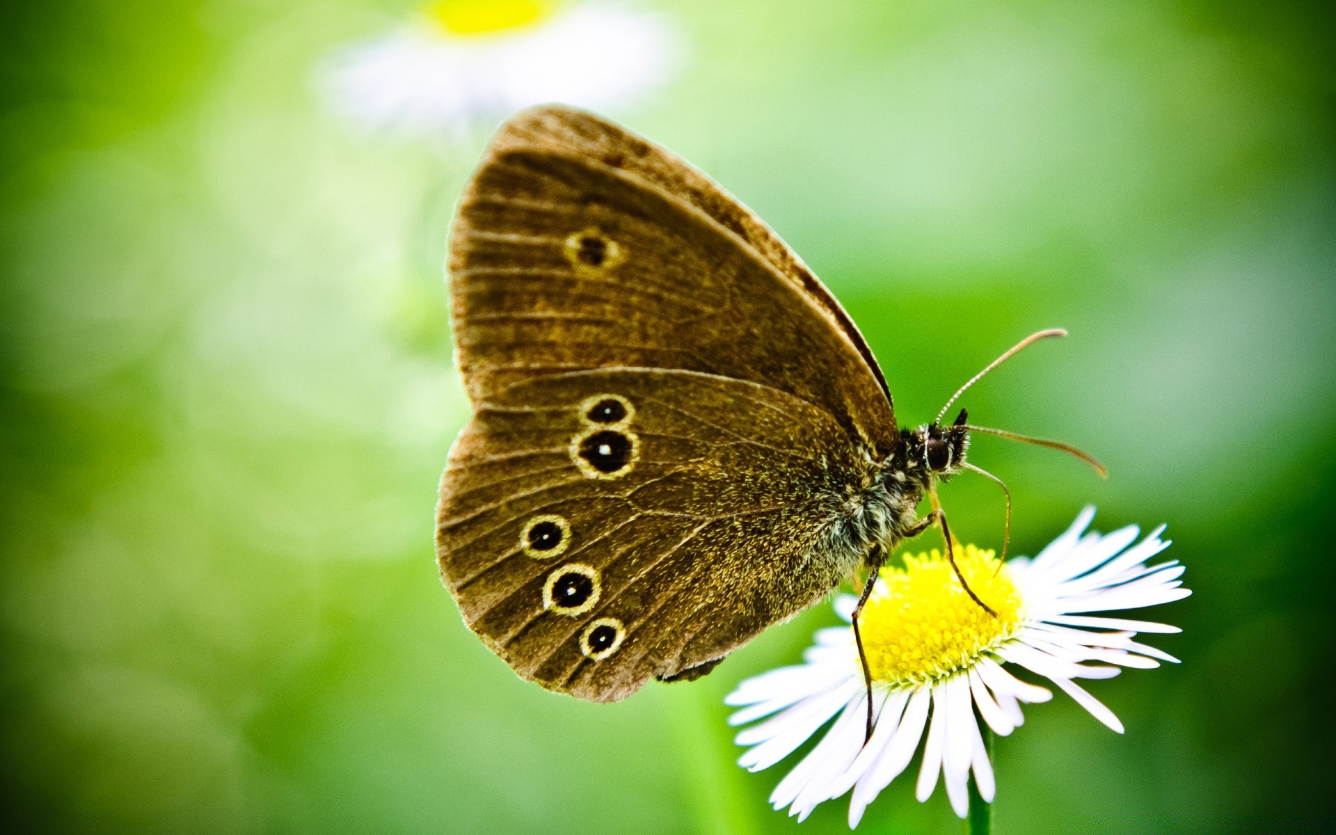 butterfly nature insect summer garden outdoors close-up wildlife leaf flora little animal lepidoptera color