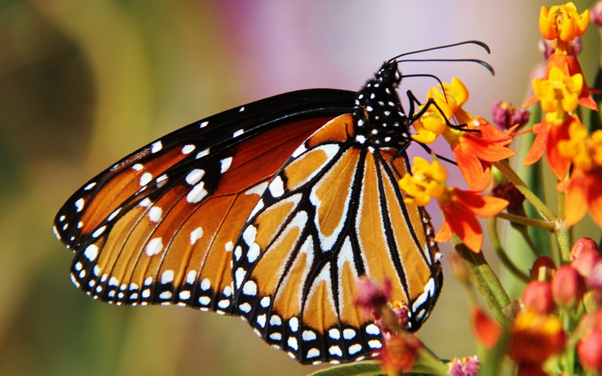 insects butterfly insect nature summer outdoors flower monarch wing wildlife invertebrate fly delicate animal garden bright beautiful lepidoptera leaf color