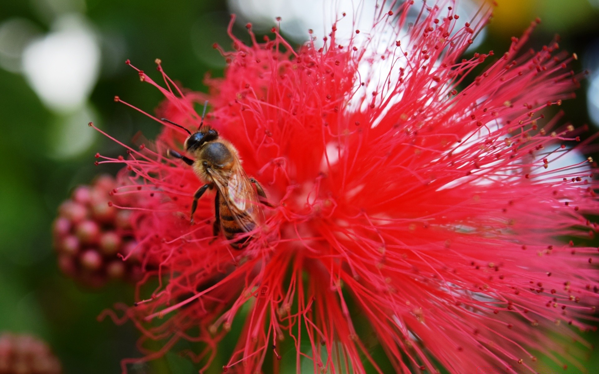 insects nature flower flora close-up bright leaf outdoors color wild pollen summer