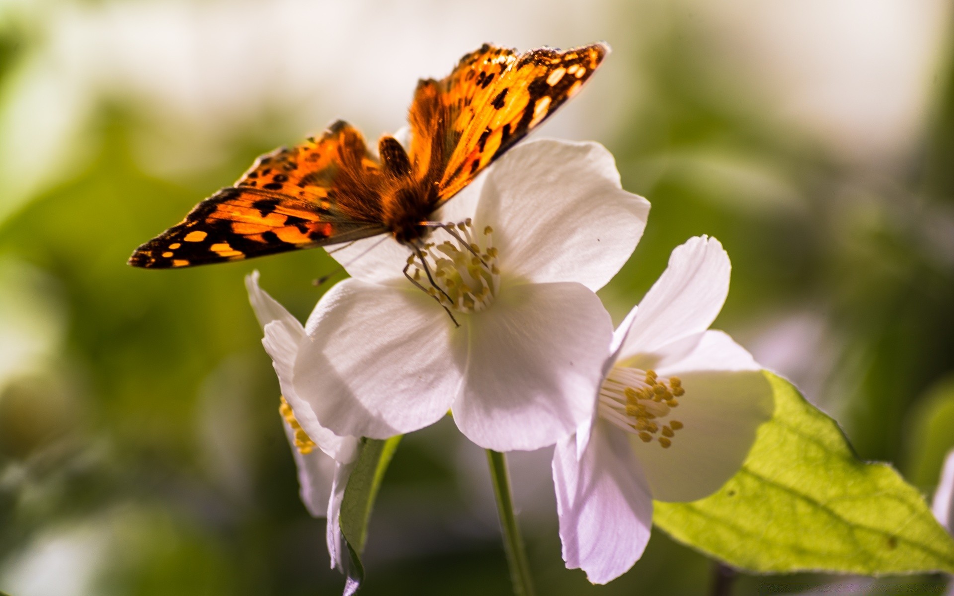 Фото бабочка на цветке в хорошем качестве