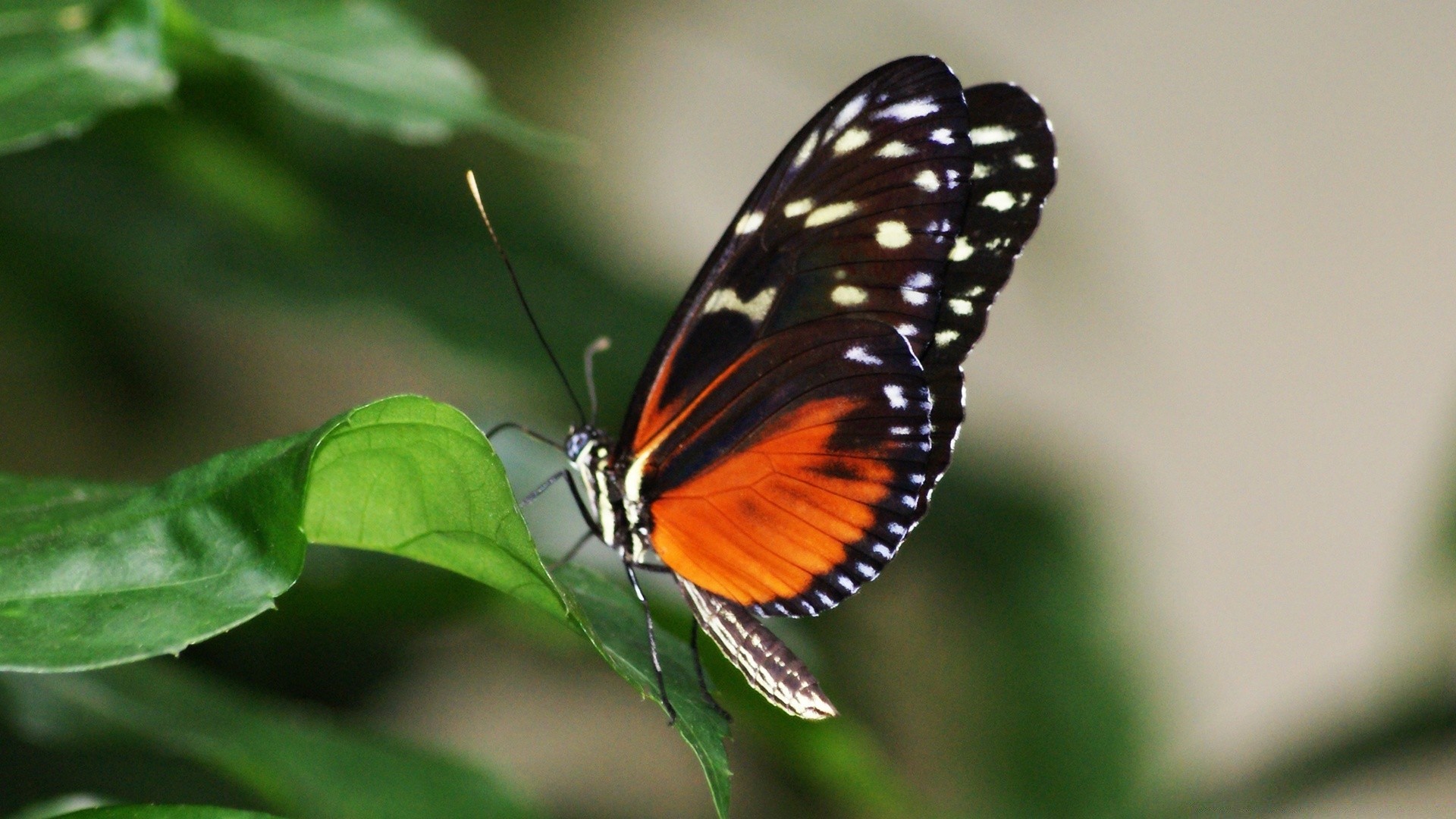 insectes papillon insecte nature invertébrés à l extérieur la faune été feuille biologie aile animal tendre