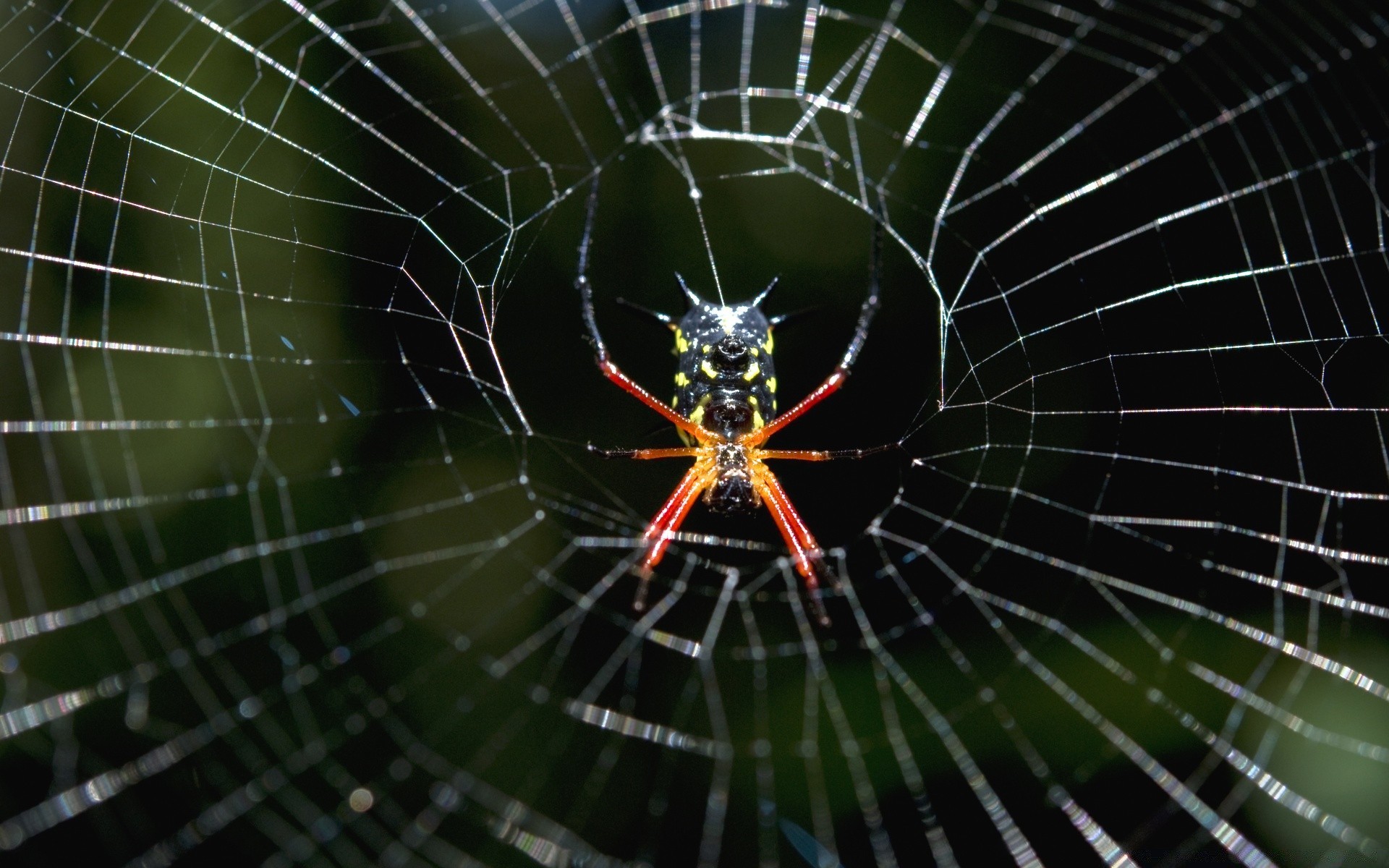 insetos aranha teias de aranha aracnídeo teias de aranha armadilha web assustador inseto medo orvalho fobia perigo fio halloween complexidade conectar natureza padrão