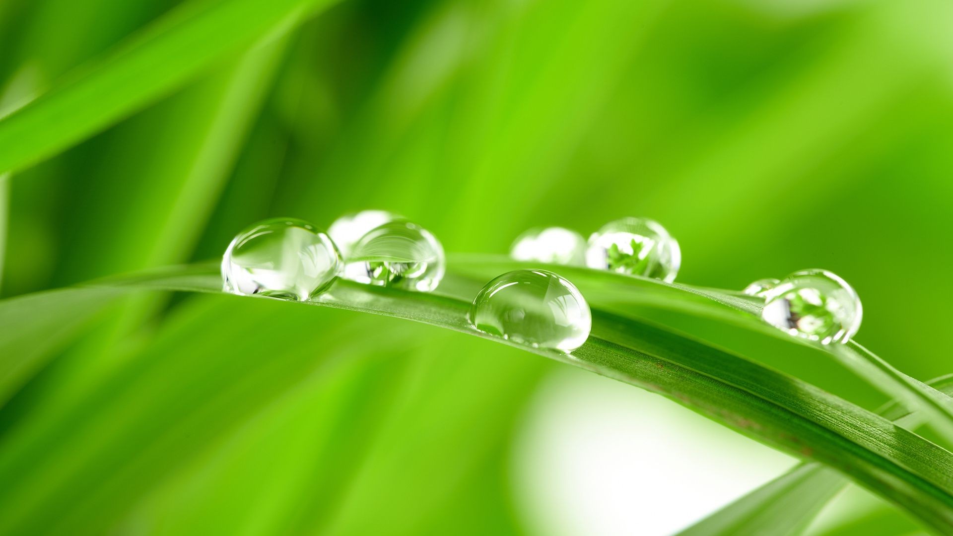 tröpfchen und wasser tau tropfen regen tropfen blatt flora sauberkeit nass wachstum garten umwelt frische tropfen natur klinge schale üppig harmonie wasser