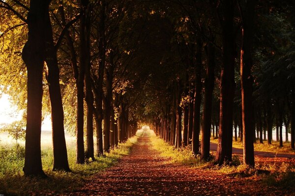 Árboles de otoño al amanecer