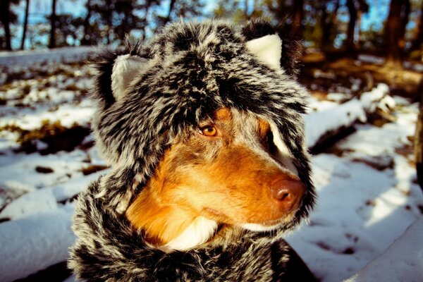 Hund im warmen Anzug im Winter