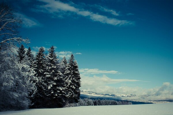 Verschneite Bäume. Blauer Himmel