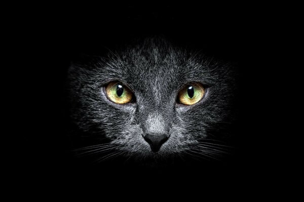 Beautiful cat in the dark