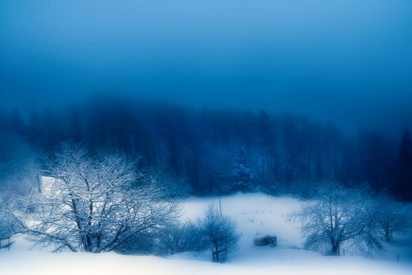 Paisaje frío del bosque de invierno