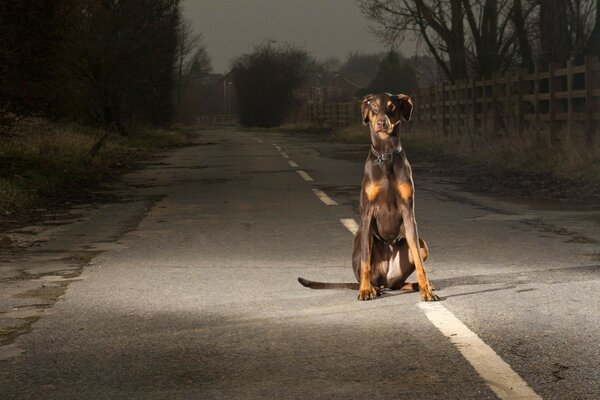 Perro sentado solo en la carretera