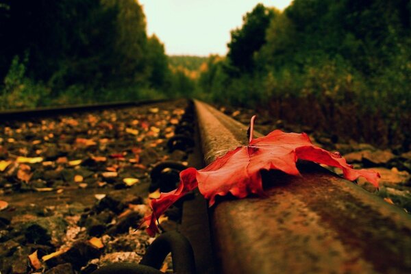 Autumn leaf on the railway