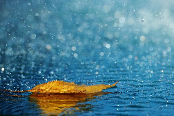 雨。 秋天的天气。 水坑里的叶子