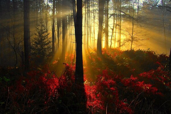 Coucher de soleil dans la forêt de pins