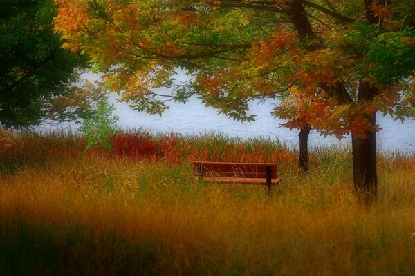 Banc solitaire au bord de la rivière