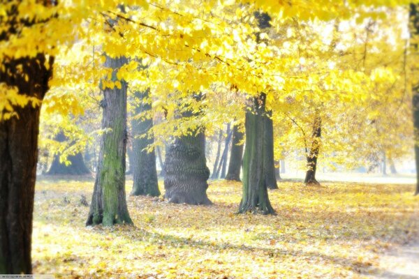 Parc d automne avec des couronnes jaunes