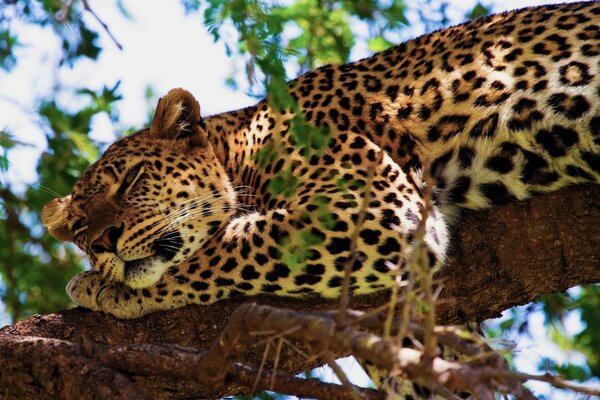 Un leopardo duerme en una rama de un árbol