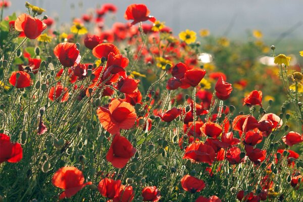 Lichtung der roten Mohnblumen im Sommer