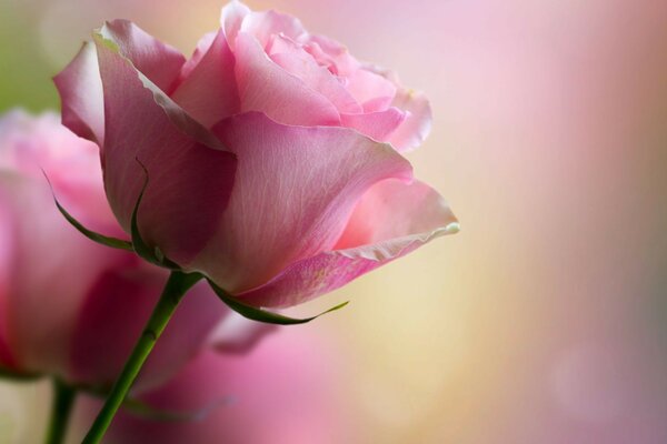 Rose rose sur fond blanc