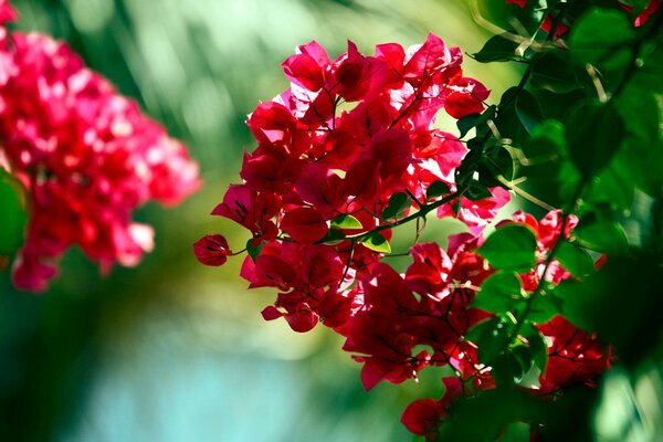 Rote Blumen auf grünem Laubhintergrund