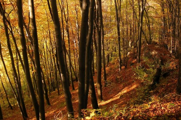 शरद ऋतु का सूरज एक दुर्लभ जंगल को रोशन करता है