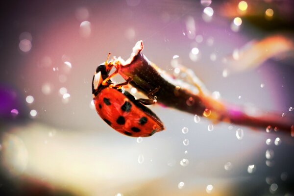 Fond d écran coccinelle rouge