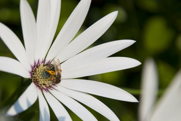 Biene Insekt auf weiße Blume Sommer