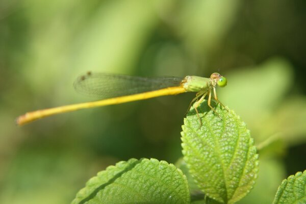 Insect dragonfly on a green leaf nature