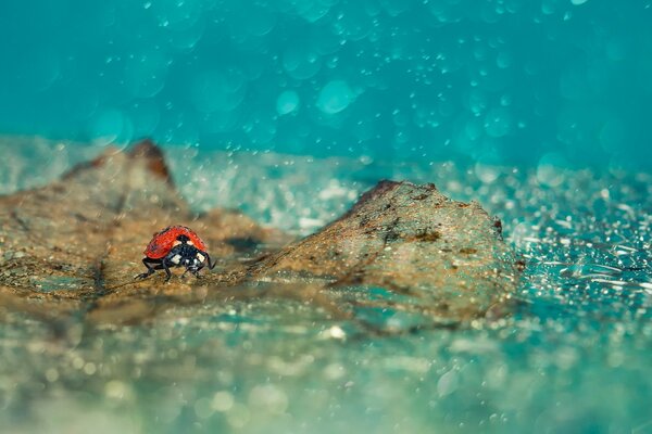 Coccinelle flotte sur une feuille d un arbre