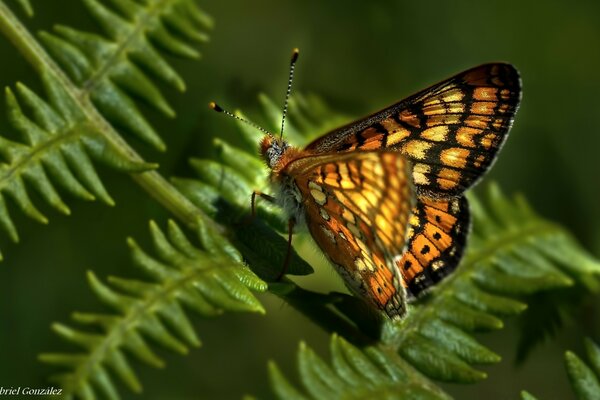 Żółty motyl na liściu paproci