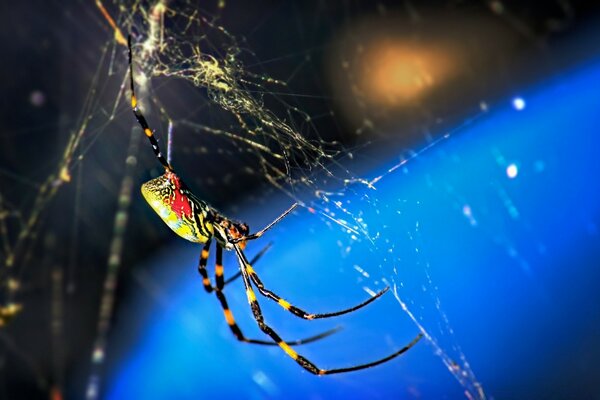 Mamíferos araña arácnido con telarañas peligro insecto