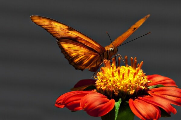 Ein Schmetterling sitzt auf einer orangefarbenen Blume