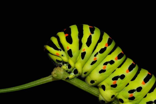 Invertébré insecte Caterpillar nature