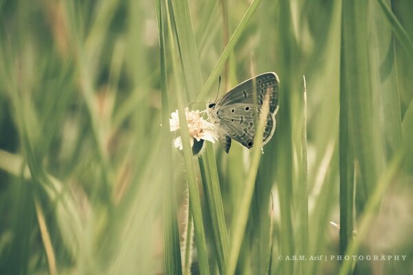 Borboleta na grama Papel de parede