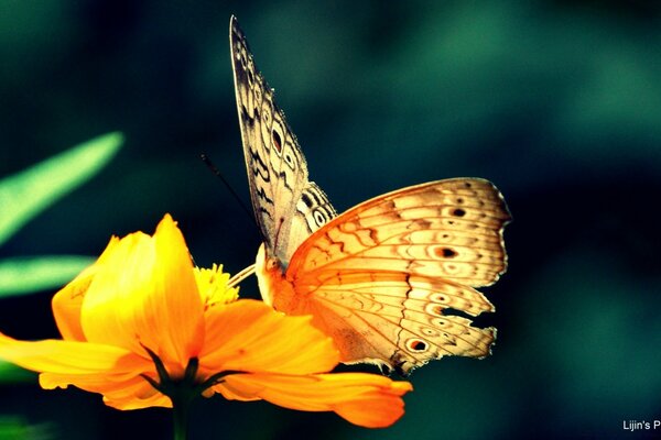 Insekten. Schmetterling sammelt Nektar