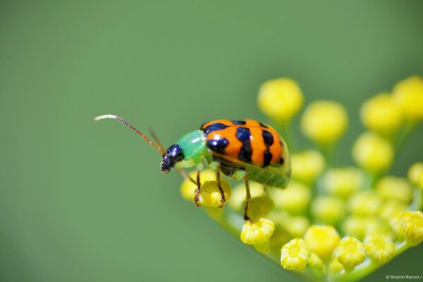 Insect of the wild nature ladybug