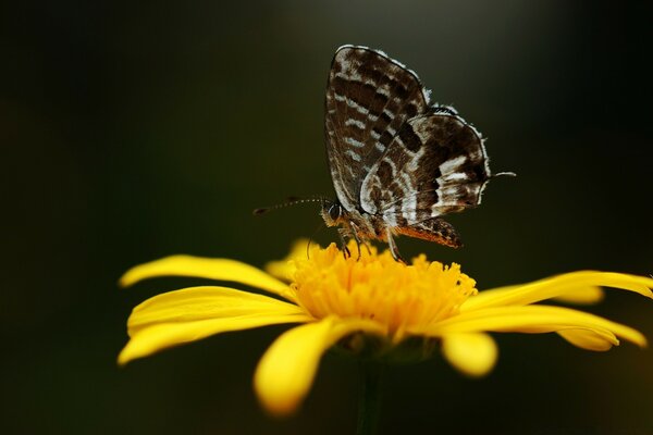 Butterfly on a yellow flower black background